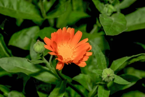 花园里有花瓣的黄花 — 图库照片