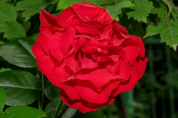 Fleur Rouge Avec Pétales Dans Jardin — Photo