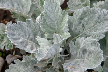 Açık yeşil pofuduk süs çimenleri ve çiçek tarhında bitkiler