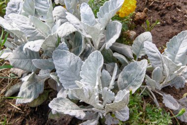 Açık yeşil pofuduk süs çimenleri ve çiçek tarhında bitkiler