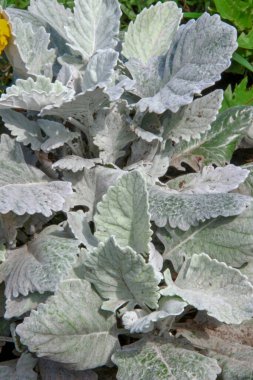 Açık yeşil pofuduk süs çimenleri ve çiçek tarhında bitkiler