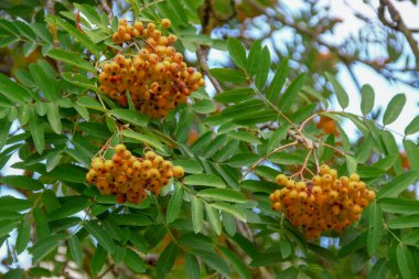 Parktaki bir ağacın üzerinde dağ küllerinin kırmızı meyveleri.