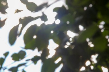 Fosforlu yeşil yapraklar ve güneş ışıkları