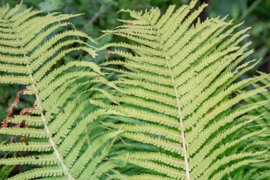 Bahçede yeşil yapraklar