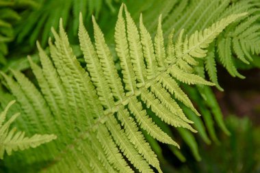 Bahçede yeşil yapraklar