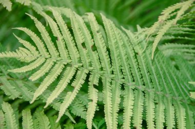 Bahçede yeşil yapraklar