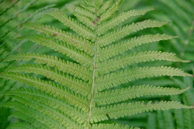 Bahçede yeşil yapraklar