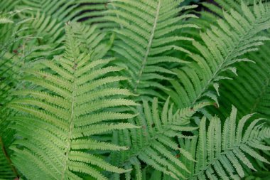 Bahçede yeşil yapraklar