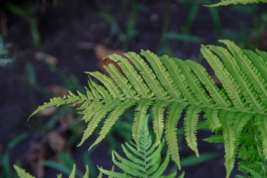 Bahçede yeşil yapraklar