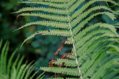 Bahçede yeşil yapraklar