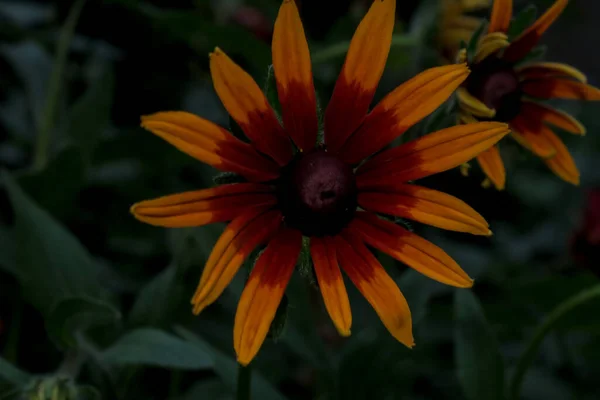 Gelbe Blume Mit Blütenblättern Garten — Stockfoto