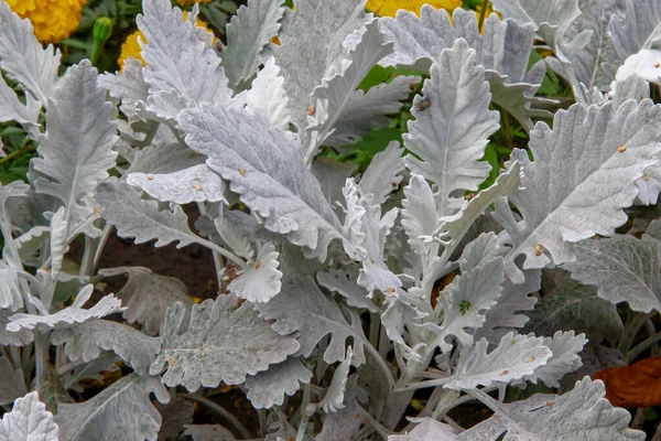 花壇の上に薄緑色のふわふわの観賞用草や植物 — ストック写真