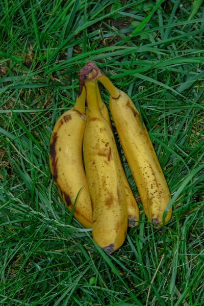 Knitting Yellow Delicious Bananas — Stock Photo, Image