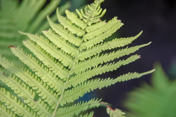 Feuilles Décoratives Vertes Dans Jardin — Photo