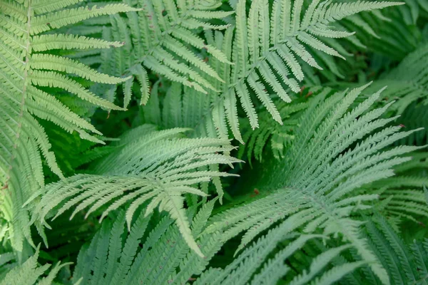 Feuilles Décoratives Vertes Dans Jardin — Photo