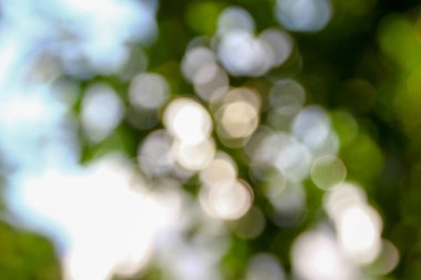 Fosforlu yeşil yapraklar ve güneş ışıkları