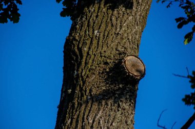Gökyüzünün arka planında eski büyük bir ağacın tacı