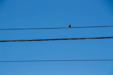 Mavi gökyüzünün arka planında elektrik hatları