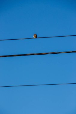 Mavi gökyüzünün arka planında elektrik hatları