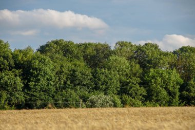 Tarla sarı buğdayla ekildi.