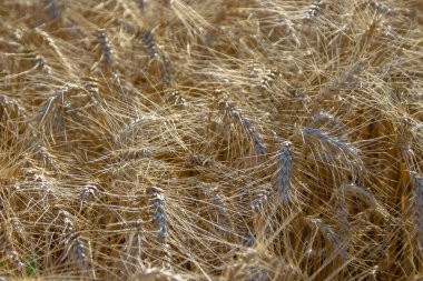 Tarla sarı buğdayla ekildi.