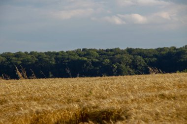 Tarla sarı buğdayla ekildi.