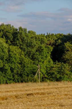 Tarla sarı buğdayla ekildi.