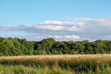 Tarla sarı buğdayla ekildi.