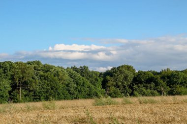 Tarla sarı buğdayla ekildi.