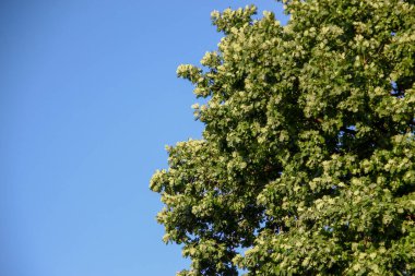 Yeşil meşe yaprakları ve mavi gökyüzü