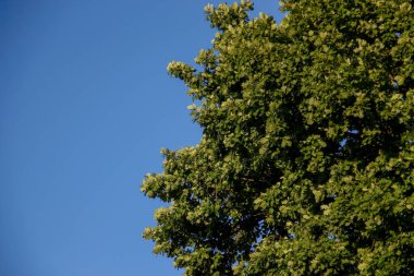 Yeşil meşe yaprakları ve mavi gökyüzü