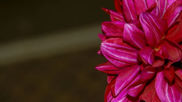Красива Червона Квітка Пелюстками Саду — стокове фото