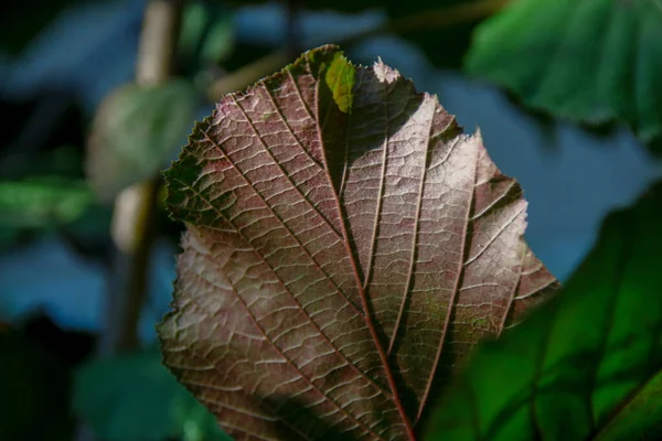 Красно Зеленые Листья Ореха Сена Саду — стоковое фото