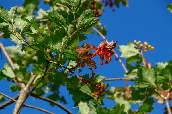 Camarões Vermelhos Viburno Folhas Verdes Jardim — Fotografia de Stock