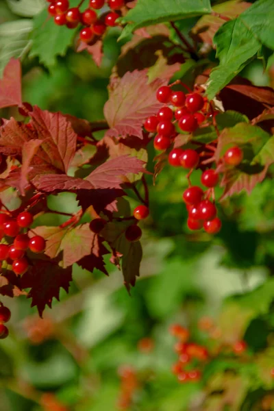 庭のビブラムと緑の葉の赤い束 — ストック写真