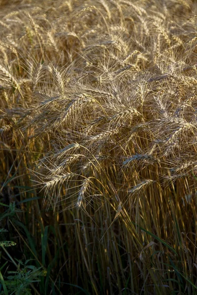 Поле Засеяно Желтой Пшеницей — стоковое фото