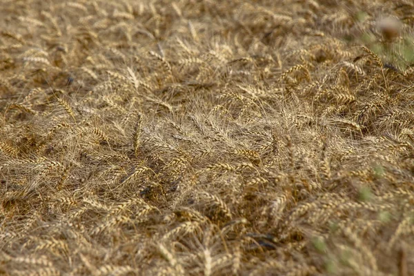 Het Veld Gezaaid Met Gele Tarwe — Stockfoto