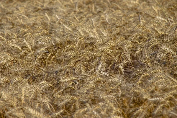 Поле Засеяно Желтой Пшеницей — стоковое фото