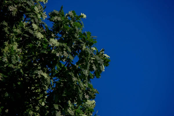 Feuilles Chêne Vert Ciel Bleu — Photo