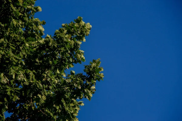 Folhas Carvalho Verde Céu Azul — Fotografia de Stock