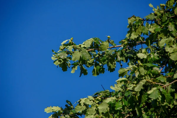 翠绿的橡树叶和蓝天 — 图库照片