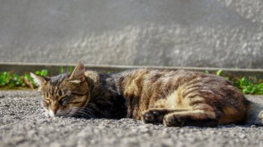 Kedi yerde, güneşin altında uyuyor.