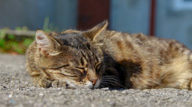 Kedi yerde, güneşin altında uyuyor.
