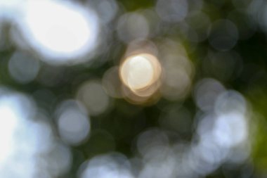 Yapraklardan oluşan bir arka plan üzerine odaklı olmayan renkli güneş ışınları