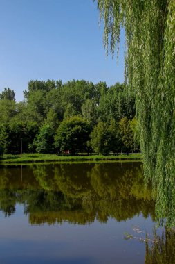 Parkta güzel doğa ve ağustosta yeşil ağaçlar