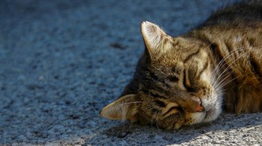 Kedi asfaltta güneşin altında uyuyor.