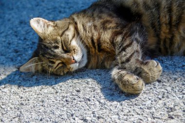 Kedi asfaltta güneşin altında uyuyor.