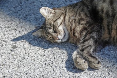 Kedi asfaltta güneşin altında uyuyor.
