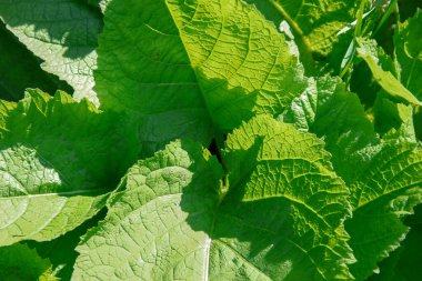 Yolun yakınındaki çimlerde yeşil dulavratotu