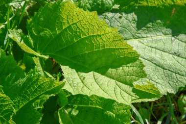Yolun yakınındaki çimlerde yeşil dulavratotu